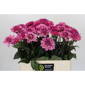 Dahlia Annamarie