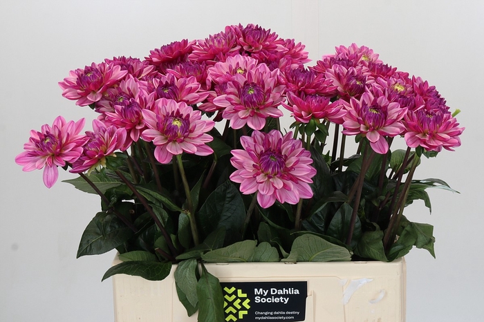 Dahlia Annamarie