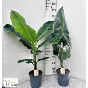 MUSA DWARF CAVENDISH