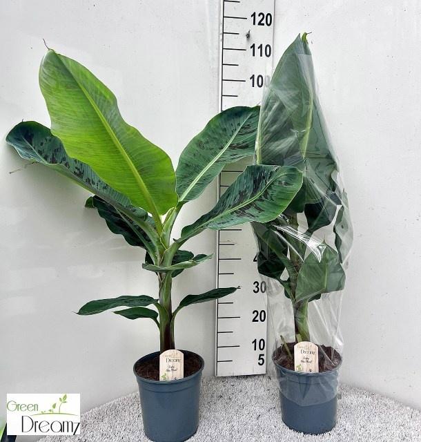 <h4>MUSA DWARF CAVENDISH</h4>