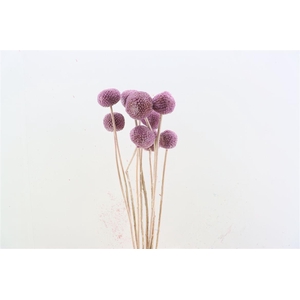 Pres Craspedia Giant 10pcs Milka Bunch