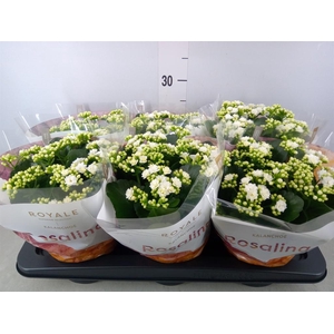 Kalanchoe blos. 'RosDon Dione'