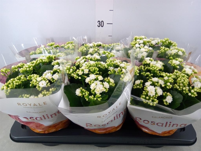 <h4>Kalanchoe blos. 'RosDon Dione'</h4>