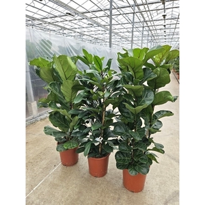 Ficus Mixkar 2-3 per pot