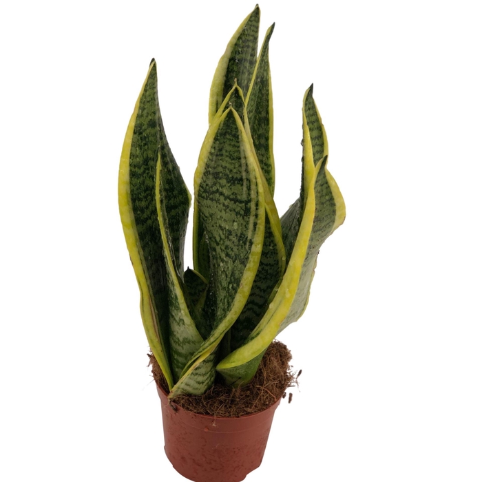 <h4>Sansevieria Futura Superba</h4>