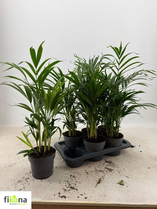 <h4>DYPSIS LUTESCENS</h4>