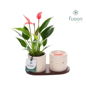 Fusion Scents keramiek Gift set plankje met Anthurium