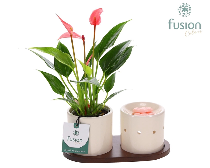 <h4>Fusion Scents keramiek Gift set plankje met Anthurium</h4>