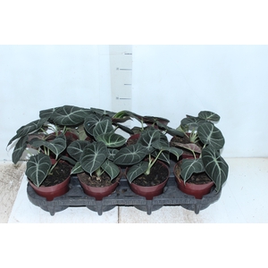 ALOCASIA BLACK P12