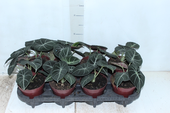<h4>ALOCASIA BLACK P12</h4>