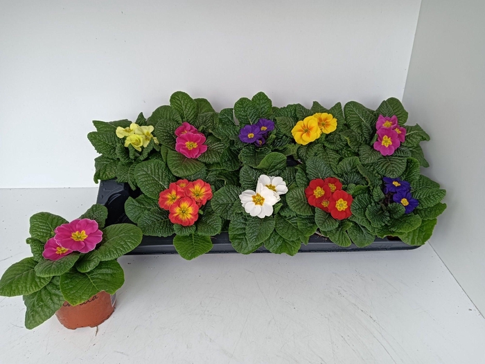 <h4>PRIM AC PARADISO GEM</h4>