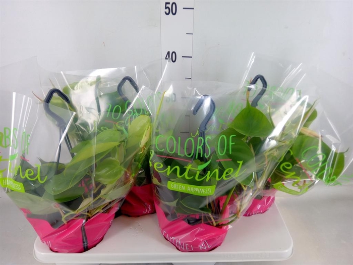 <h4>Philodendron scand.</h4>