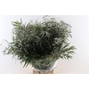 Euca Nicoly 300gr P Bunch