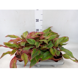 Aglaonema  'Crete'