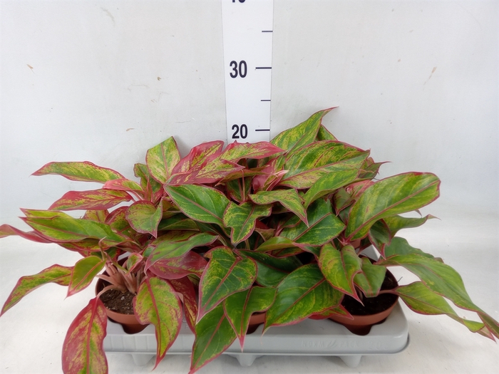 <h4>Aglaonema  'Crete'</h4>