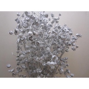 Abutilon G Zilver L120