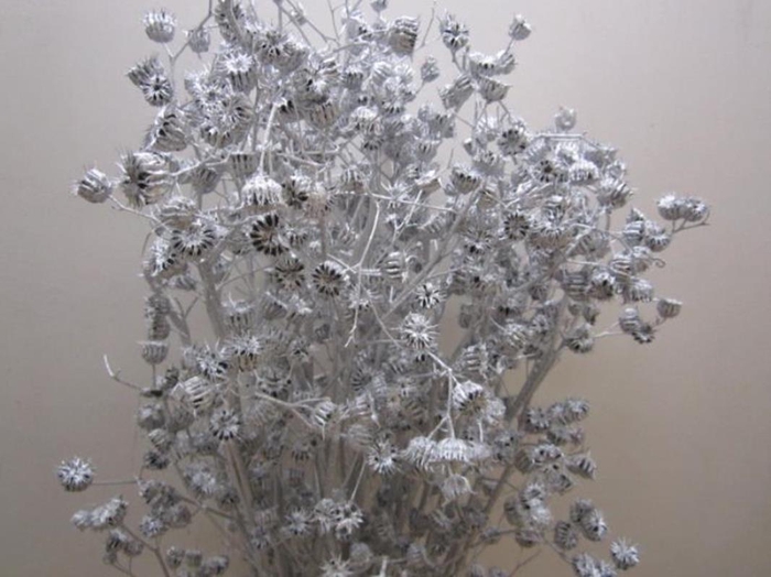 <h4>Abutilo A Zilver L80</h4>