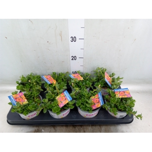 Portulaca   ...mix in pot