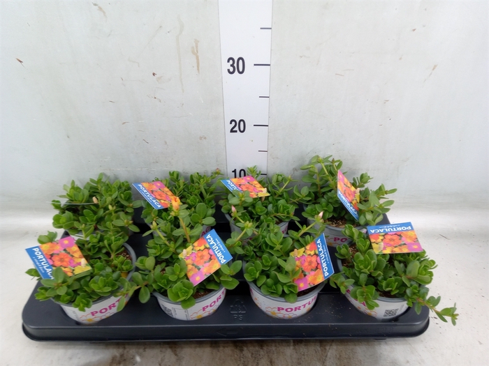 <h4>Portulaca   ...mix in pot</h4>