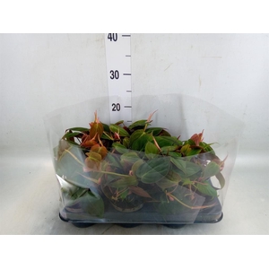 Philodendron scand.
