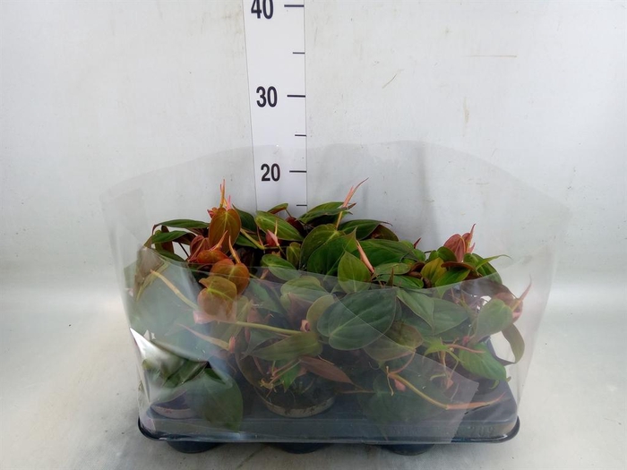 <h4>Philodendron scand.</h4>