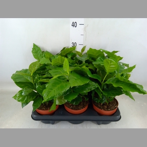 Coffea arabica