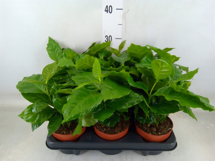 <h4>Coffea arabica</h4>