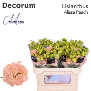 Lisianthus Alissa peach 60cm