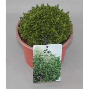 Hebe 'Emerald Gem' C2