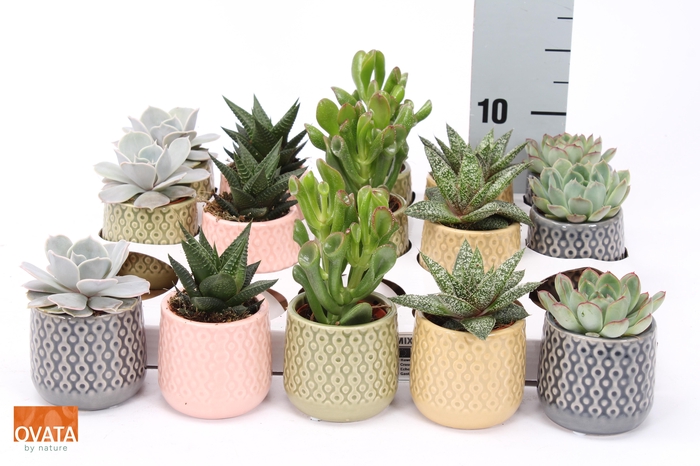 <h4>SUCC GEM 5 SRT</h4>