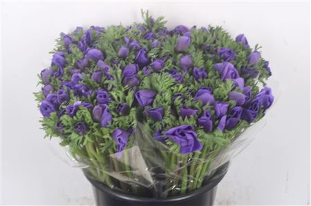 <h4>Anemone Fr. Blue</h4>