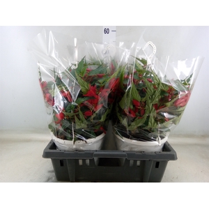 Begonia boliv. 'Beauvilia Red'