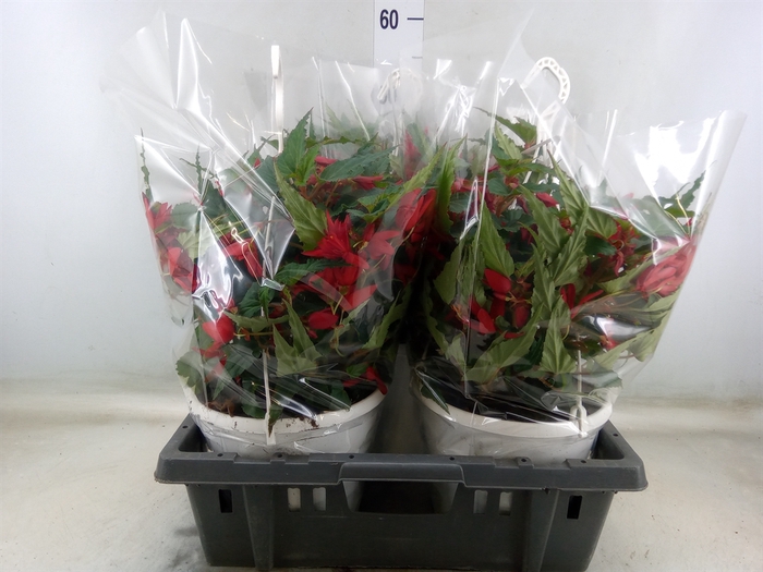 <h4>Begonia boliv. 'Beauvilia Red'</h4>