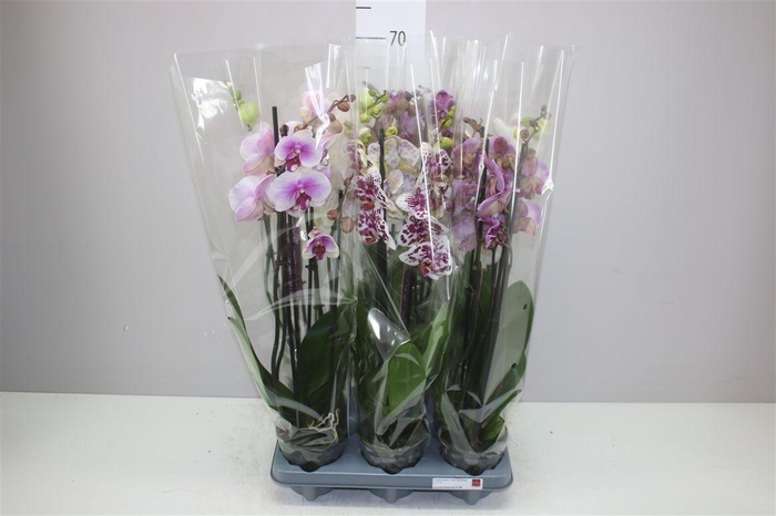 <h4>Phal Gemengd 4 Tak</h4>