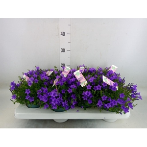 Campanula porten. 'Ambella In Prpl'