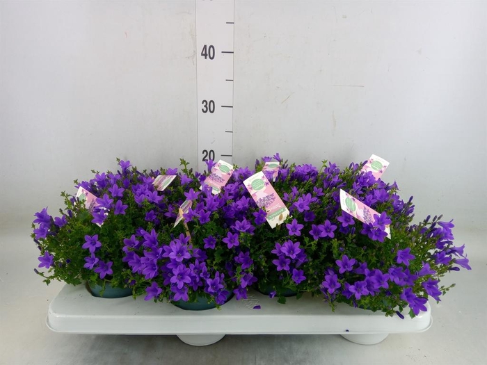 <h4>Campanula porten. 'Ambella In Prpl'</h4>