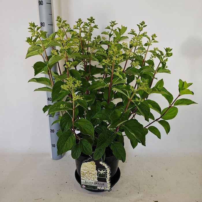 <h4>Hydrangea paniculata</h4>