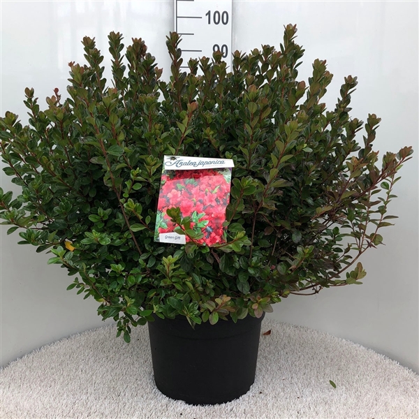 <h4>Rhodo. (AJ) 'Stewartstonian' red/orange</h4>