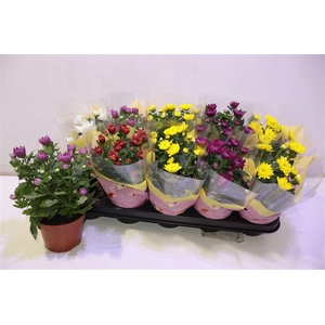 arr8 Chrys Gevuldbl Gem