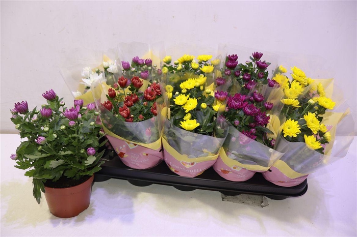 <h4>arr8 Chrys Gevuldbl Gem</h4>