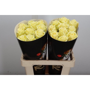 Wax-Rozen Wax Creme w9