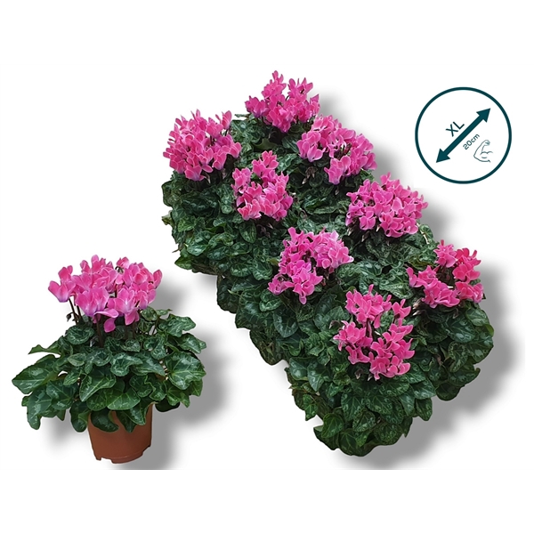 <h4>Cyclaam XL - LICHT ROZE</h4>