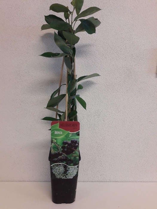 <h4>Aronia melanocarpa 'Hugin'</h4>