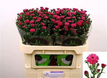 <h4>Aster Flash</h4>