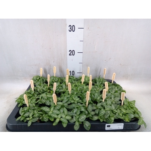 Fittonia verschaf.
