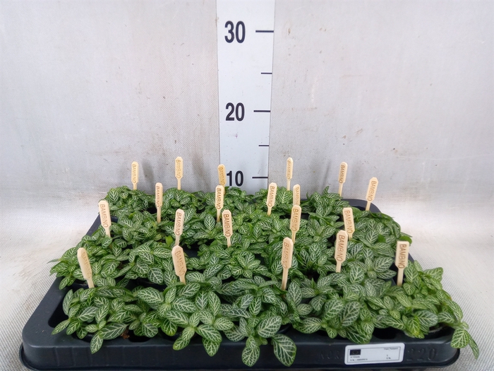 <h4>Fittonia verschaf.</h4>