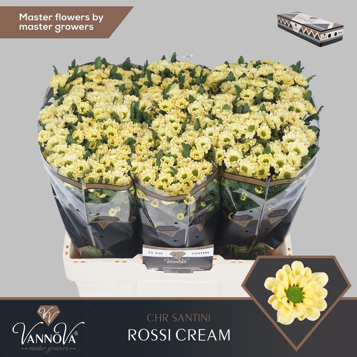 <h4>Chr S Rossi Cream</h4>