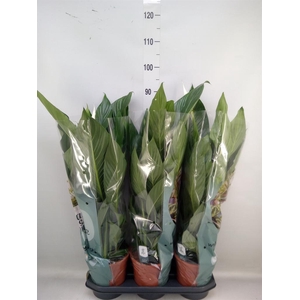 Spathiphyllum  'Bingo Cupido'