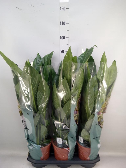<h4>Spathiphyllum  'Bingo Cupido'</h4>