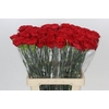 Dianthus St Gennaro